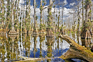 Gator Hook Cypress Dome